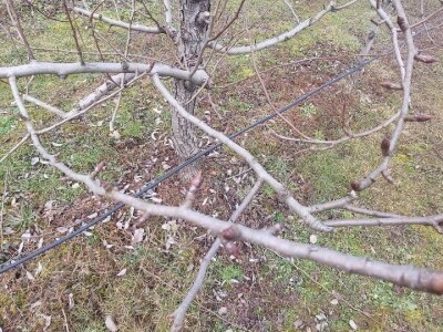 Zimska rezidba krušaka