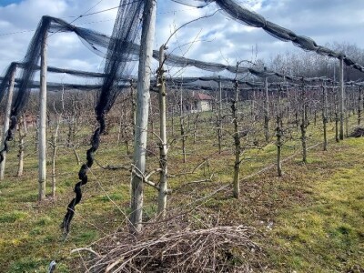 Zimska rezidba krušaka
