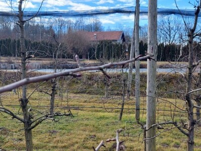 Zimska rezidba krušaka