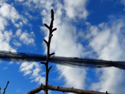 Zimska rezidba krušaka