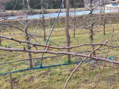 Zimska rezidba krušaka