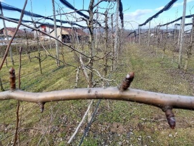 Zimska rezidba krušaka