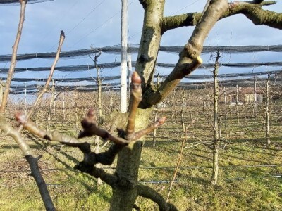 Zimska rezidba krušaka