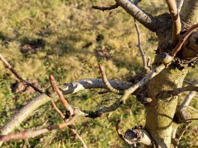 Zimska rezidba krušaka