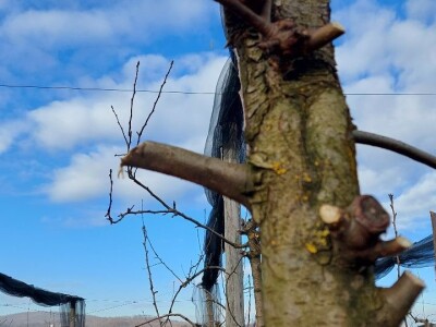 Zimska rezidba krušaka