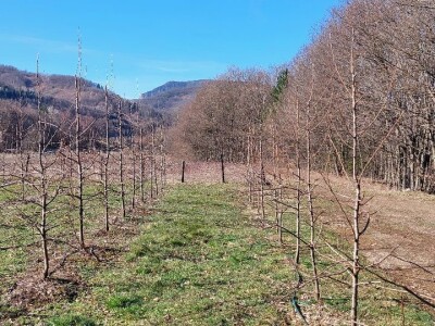 Zimska rezidba krušaka