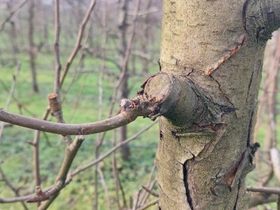 Zimska rezidba krušaka