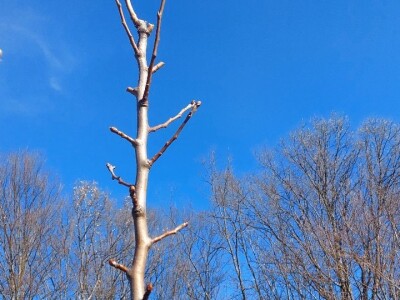 Zimska rezidba krušaka