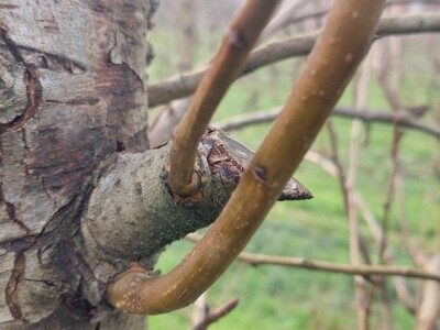 Zimska rezidba krušaka