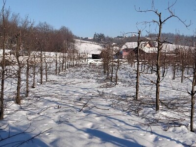 Zimska rezidba krušaka