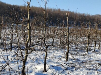 Zimska rezidba krušaka