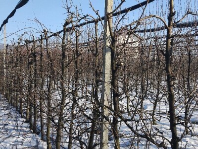 Zimska rezidba krušaka