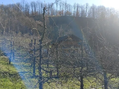 Zimska rezidba krušaka