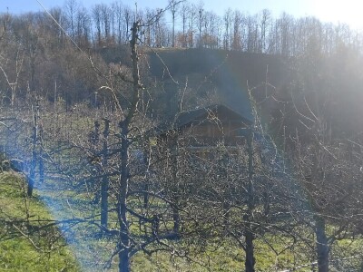 Zimska rezidba krušaka