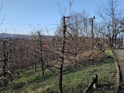 Zimska rezidba krušaka
