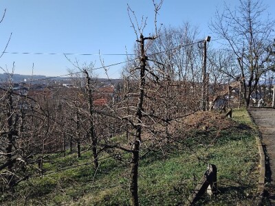 Zimska rezidba krušaka