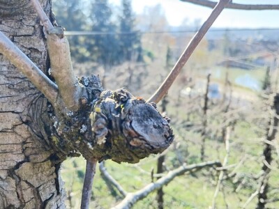 Zimska rezidba krušaka