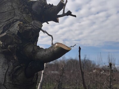 Zimska rezidba krušaka