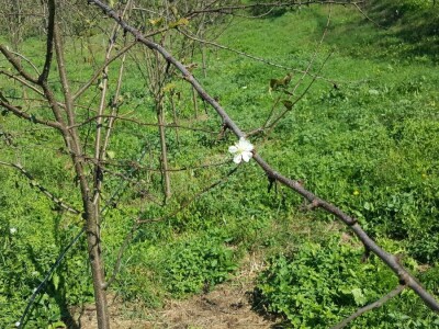 Zimska rezidba šljiva