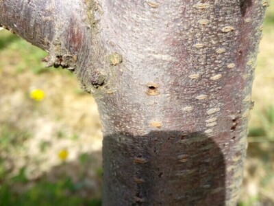 Zimska rezidba šljiva