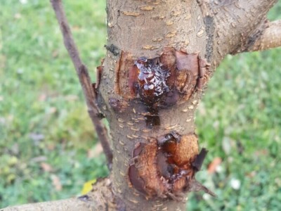 Zimska rezidba šljiva