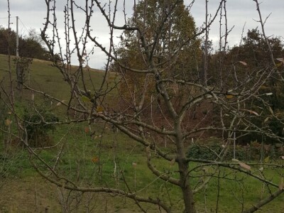 Zimska rezidba šljiva