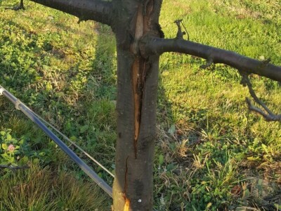 Zimska rezidba šljiva