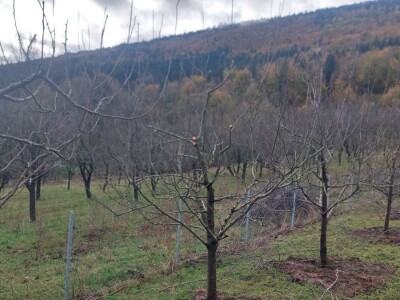 Zimska rezidba šljiva