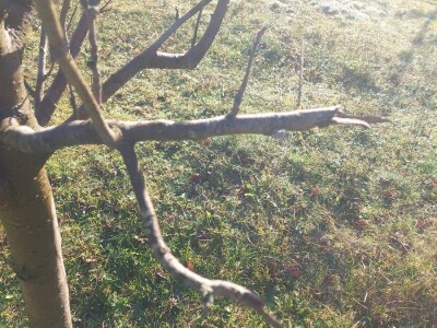 Zimska rezidba šljiva