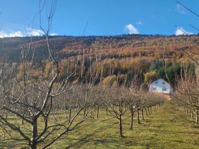 Zimska rezidba šljiva