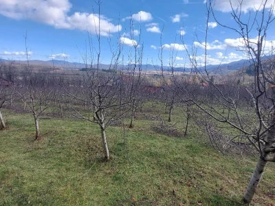 Zimska rezidba šljiva