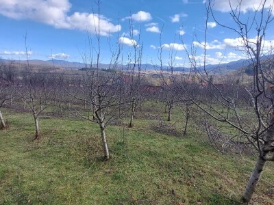 Zimska rezidba šljiva