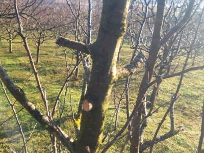 Zimska rezidba šljiva