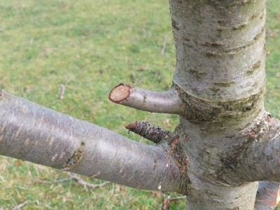 Zimska rezidba šljiva