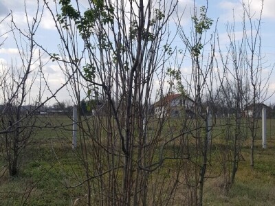 Zimska rezidba šljiva