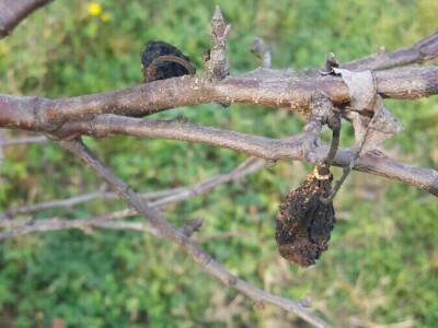 Zimska rezidba šljiva