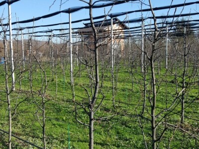 Zimska rezidba stabala krušaka