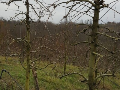 Zimska rezidba stabala krušaka