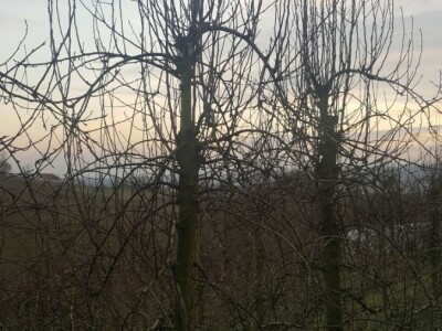 Zimska rezidba stabala krušaka