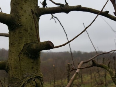 Zimska rezidba stabala krušaka