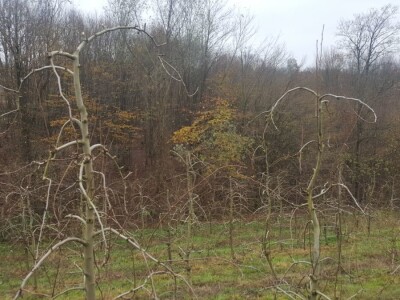 Zimska rezidba stabala krušaka