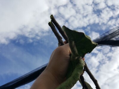 Zimska rezidba stabala krušaka