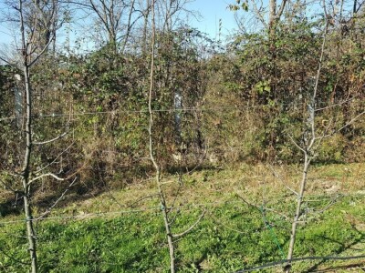 Zimska rezidba stabala krušaka