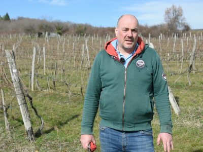 Zimska rezidba vinograda Zimska rezidba vinograda