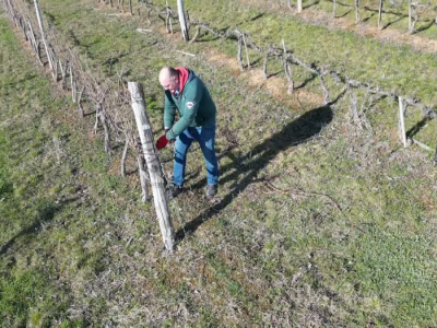 Zimska rezidba vinograda Zimska rezidba vinograda
