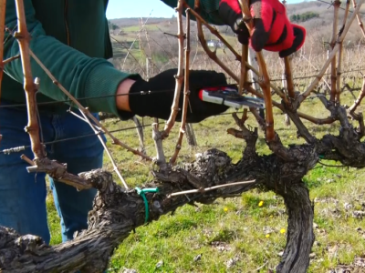 Zimska rezidba vinograda Zimska rezidba vinograda