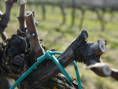 Zimska rezidba vinograda Zimska rezidba vinograda