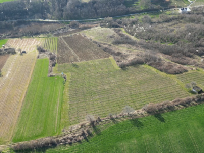 Zimska rezidba vinograda Zimska rezidba vinograda