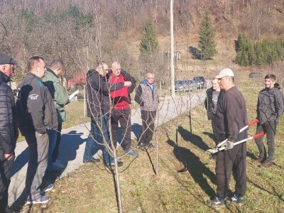 Zimska rezidba voća Zimska rezidba voća