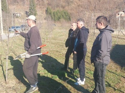 Zimska rezidba voća Zimska rezidba voća